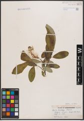 Salix barclayi Andersson